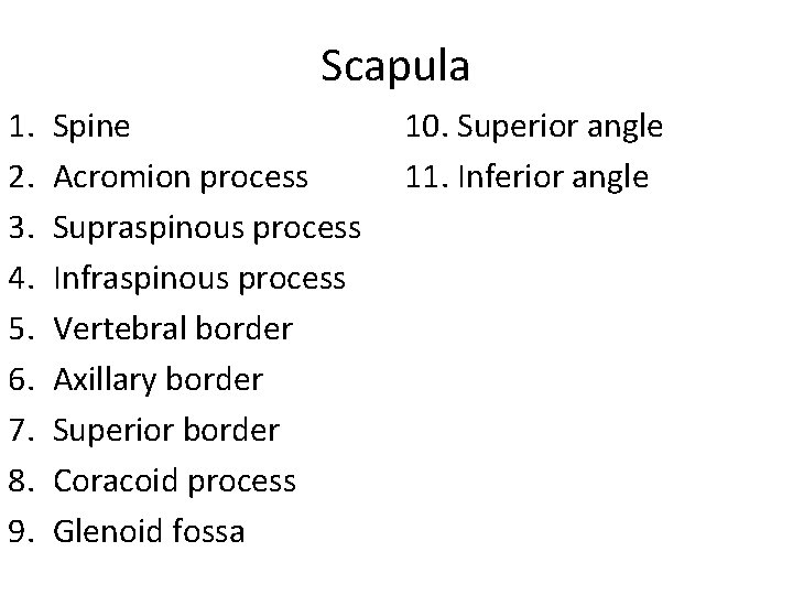 Scapula 1. 2. 3. 4. 5. 6. 7. 8. 9. Spine Acromion process Supraspinous