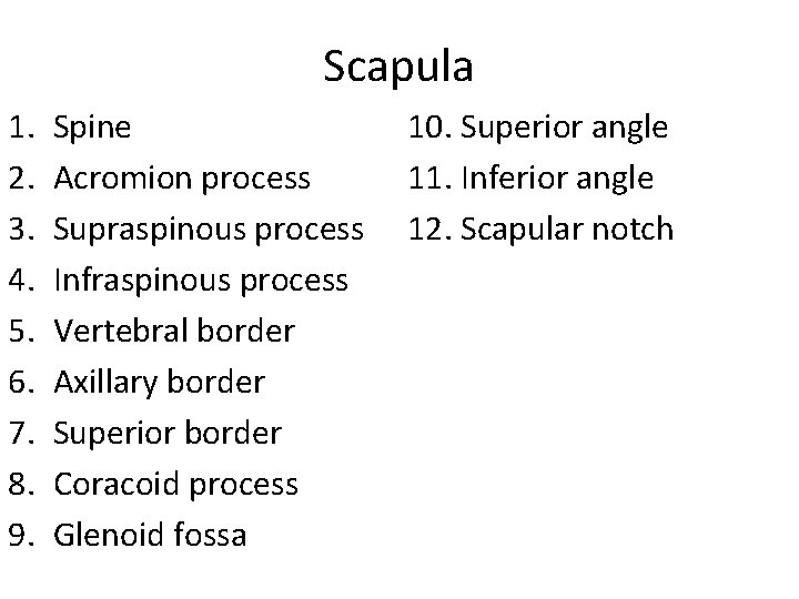 Scapula 1. 2. 3. 4. 5. 6. 7. 8. 9. Spine Acromion process Supraspinous