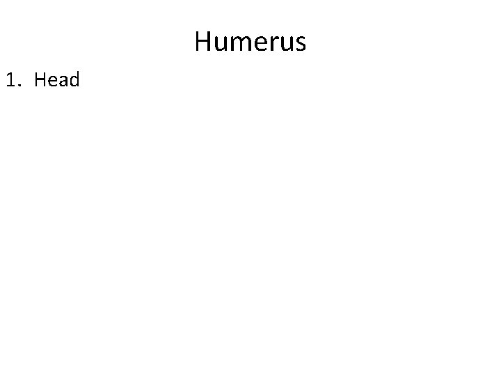 Humerus 1. Head 