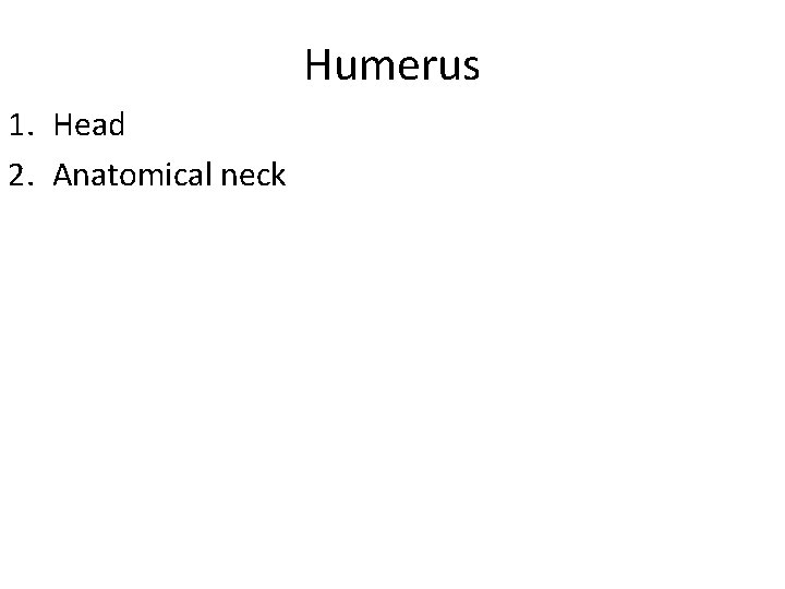 Humerus 1. Head 2. Anatomical neck 