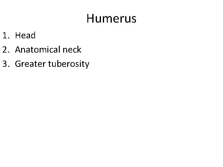 Humerus 1. Head 2. Anatomical neck 3. Greater tuberosity 