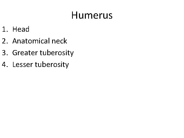 Humerus 1. 2. 3. 4. Head Anatomical neck Greater tuberosity Lesser tuberosity 