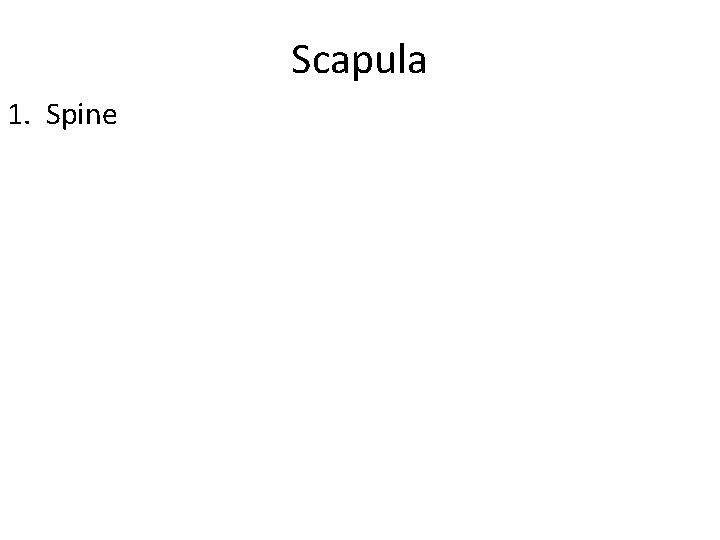 Scapula 1. Spine 