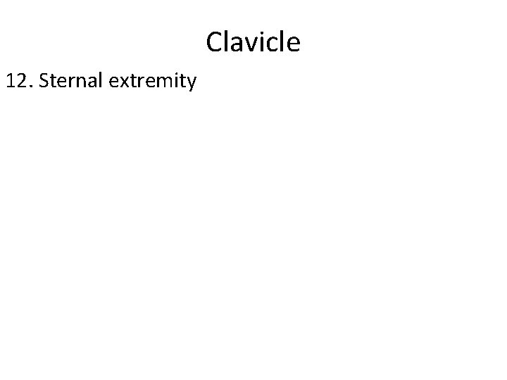 Clavicle 12. Sternal extremity 