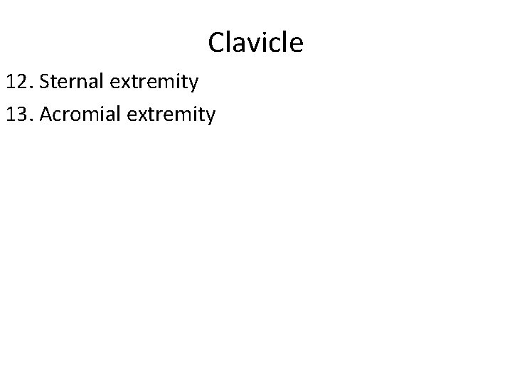 Clavicle 12. Sternal extremity 13. Acromial extremity 