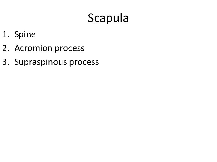 Scapula 1. Spine 2. Acromion process 3. Supraspinous process 