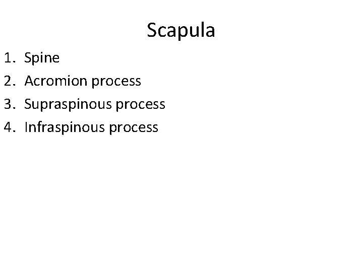 Scapula 1. 2. 3. 4. Spine Acromion process Supraspinous process Infraspinous process 