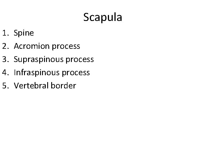 Scapula 1. 2. 3. 4. 5. Spine Acromion process Supraspinous process Infraspinous process Vertebral