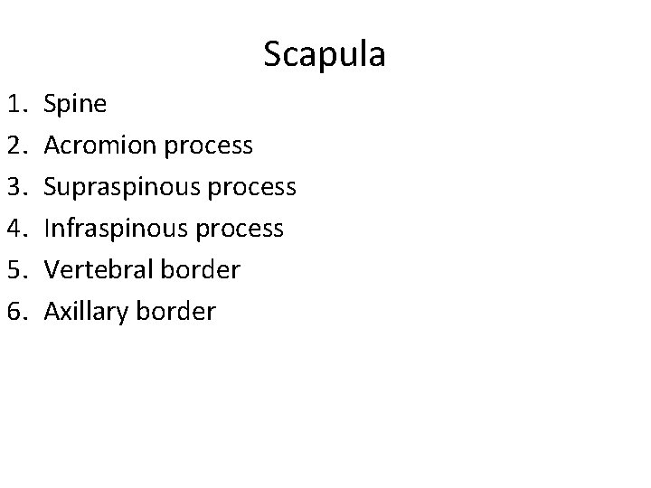 Scapula 1. 2. 3. 4. 5. 6. Spine Acromion process Supraspinous process Infraspinous process