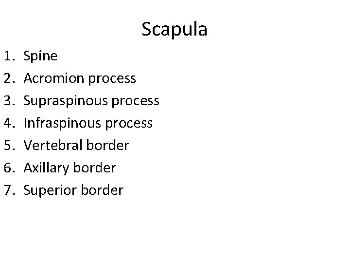 Scapula 1. 2. 3. 4. 5. 6. 7. Spine Acromion process Supraspinous process Infraspinous
