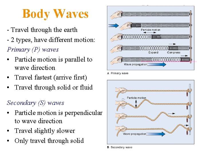 Body Waves - Travel through the earth - 2 types, have different motion: Primary