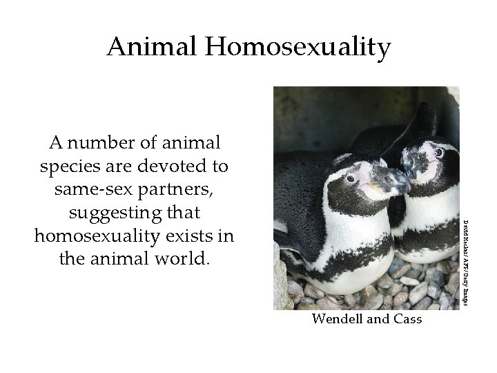 Animal Homosexuality David Hecker/ AFP/ Getty Images A number of animal species are devoted