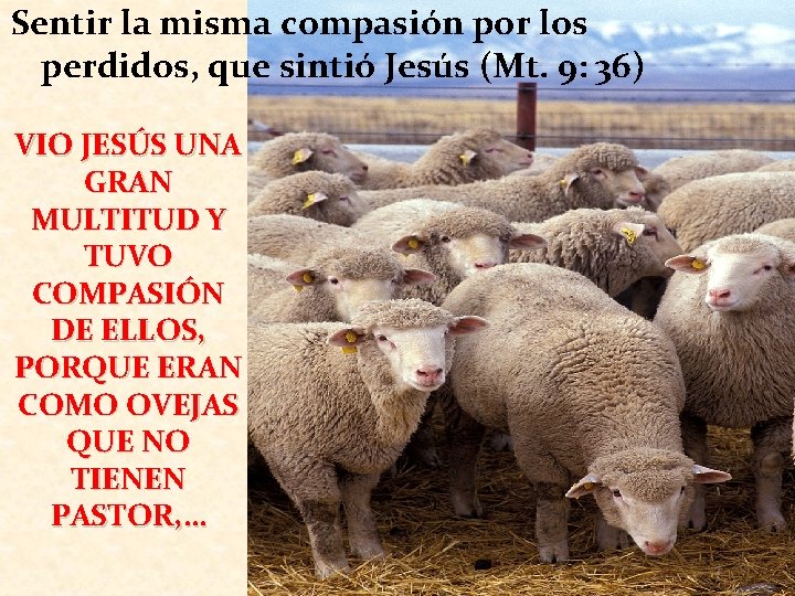 Sentir la misma compasión por los perdidos, que sintió Jesús (Mt. 9: 36) VIO