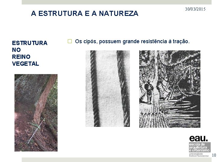 PROJETO NO MERCADO IMOBILIÁRIO A ESTRUTURA E A NATUREZA ESTRUTURA NO REINO VEGETAL 30/03/2015