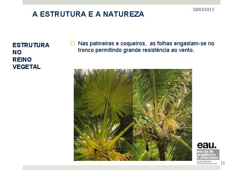 PROJETO NO MERCADO IMOBILIÁRIO A ESTRUTURA E A NATUREZA ESTRUTURA NO REINO VEGETAL 30/03/2015