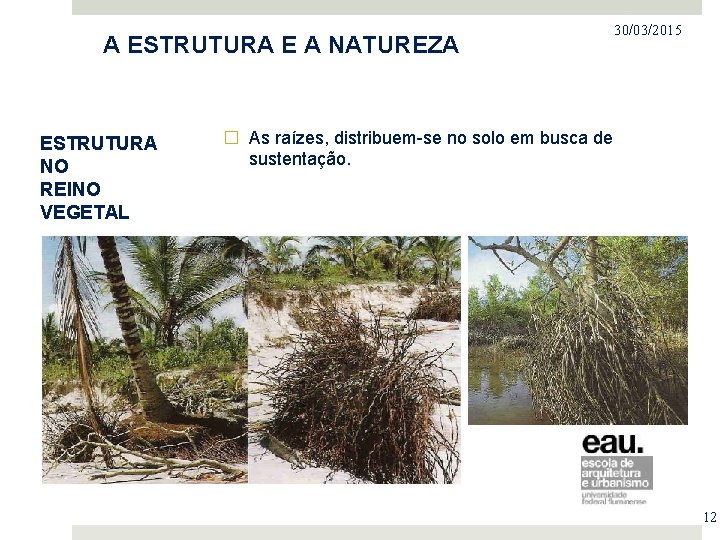 PROJETO NO MERCADO IMOBILIÁRIO A ESTRUTURA E A NATUREZA ESTRUTURA NO REINO VEGETAL 30/03/2015