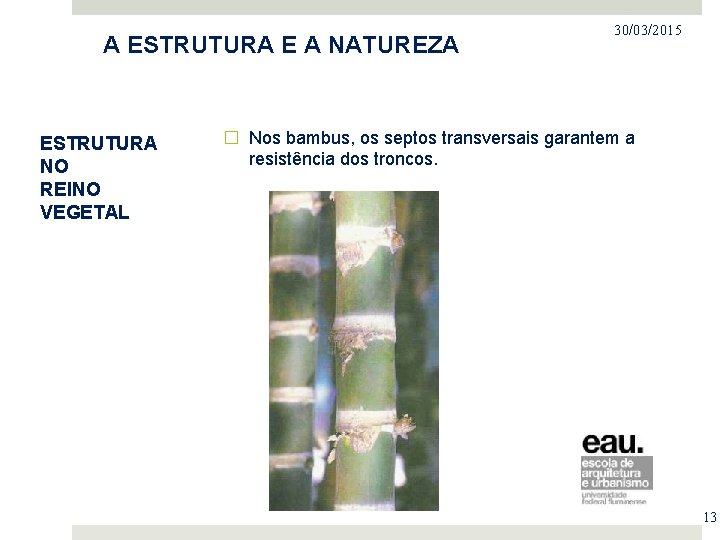 PROJETO NO MERCADO IMOBILIÁRIO A ESTRUTURA E A NATUREZA ESTRUTURA NO REINO VEGETAL 30/03/2015