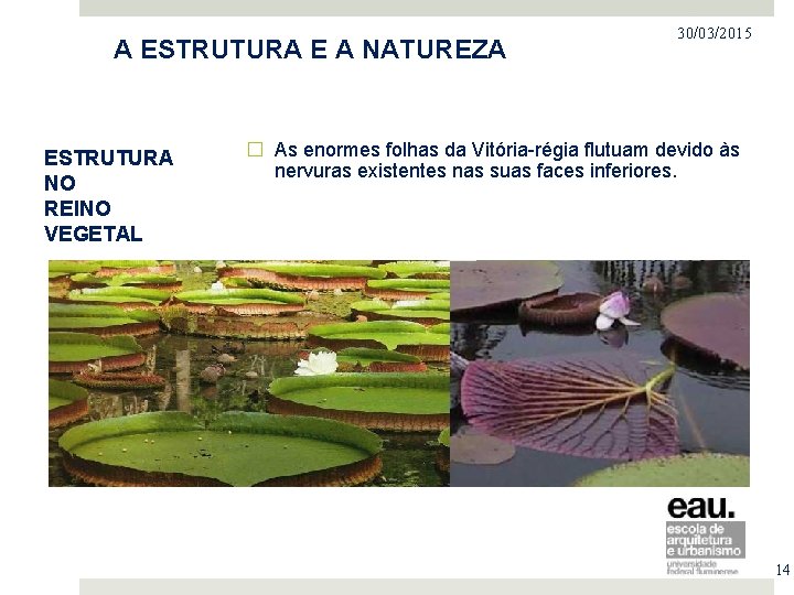 PROJETO NO MERCADO IMOBILIÁRIO A ESTRUTURA E A NATUREZA ESTRUTURA NO REINO VEGETAL 30/03/2015