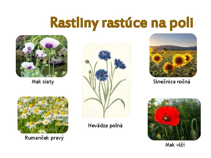 Rastliny rastúce na poli Mak siaty Slnečnica ročná Nevädza poľná Rumanček pravý Mak vlčí