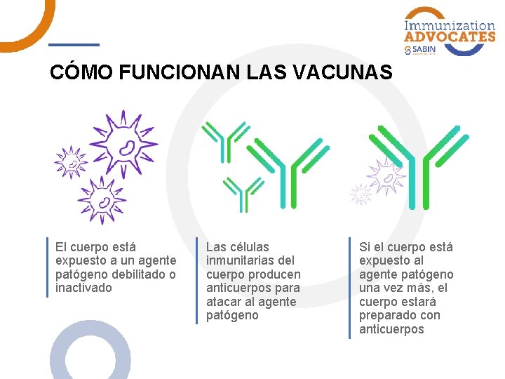 CÓMO FUNCIONAN LAS VACUNAS El cuerpo está expuesto a un agente patógeno debilitado o