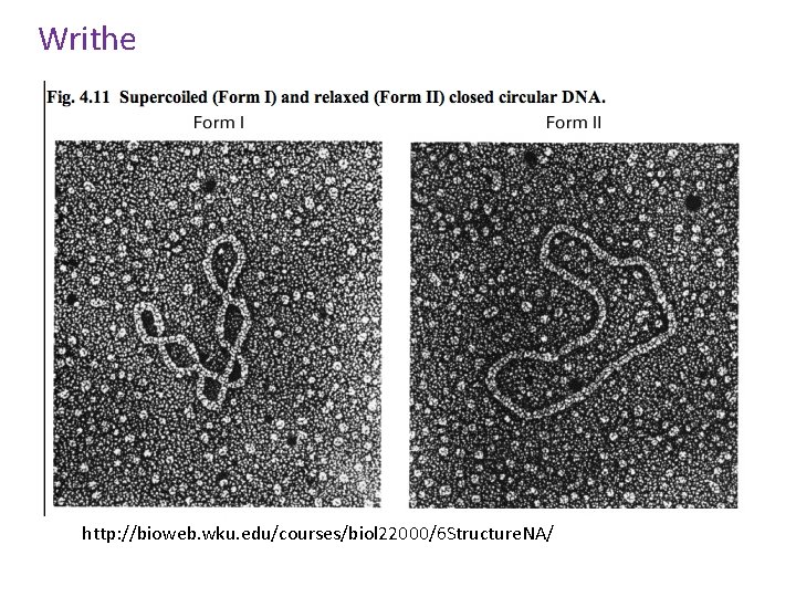 Writhe http: //bioweb. wku. edu/courses/biol 22000/6 Structure. NA/ 