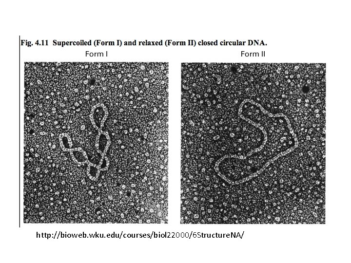 http: //bioweb. wku. edu/courses/biol 22000/6 Structure. NA/ 