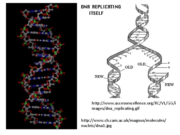 http: //www. accessexcellence. org/RC/VL/GG/i mages/dna_replicating. gif http: //www. ch. cam. ac. uk/magnus/molecules/ nucleic/dna 1.
