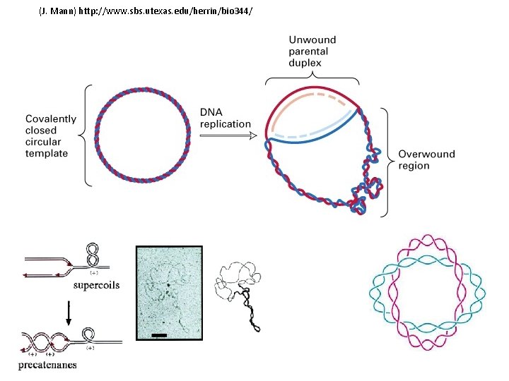 (J. Mann) http: //www. sbs. utexas. edu/herrin/bio 344/ Postow L. et. al. PNAS; 2001;