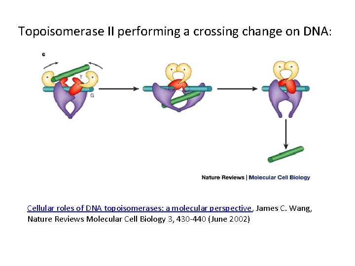 Topoisomerase II performing a crossing change on DNA: Cellular roles of DNA topoisomerases: a
