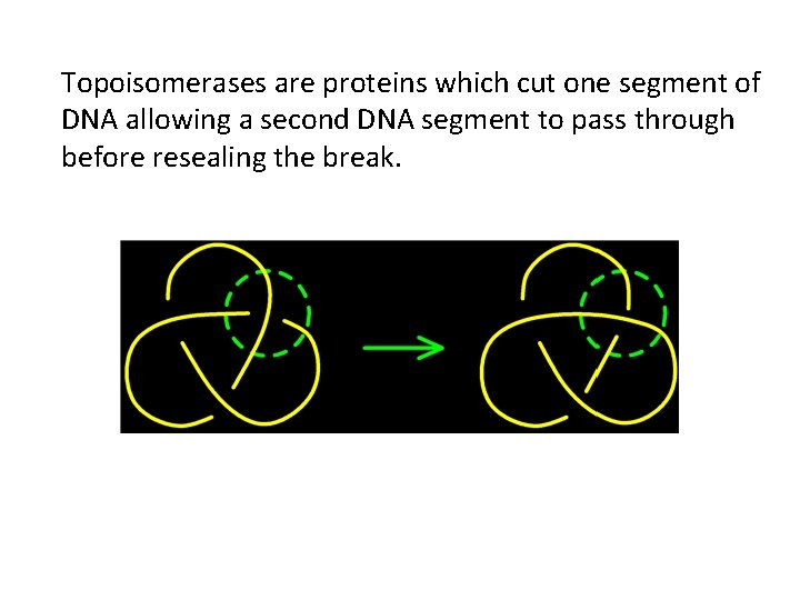 Topoisomerases are proteins which cut one segment of DNA allowing a second DNA segment