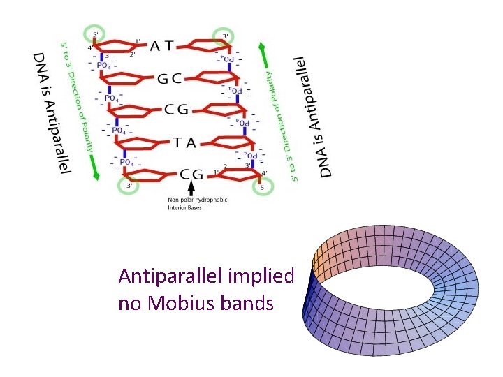 Antiparallel implied no Mobius bands 