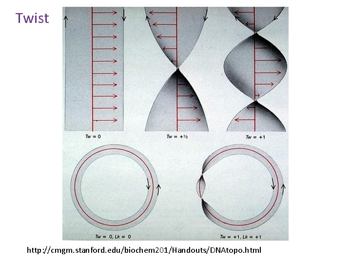 Twist http: //cmgm. stanford. edu/biochem 201/Handouts/DNAtopo. html 