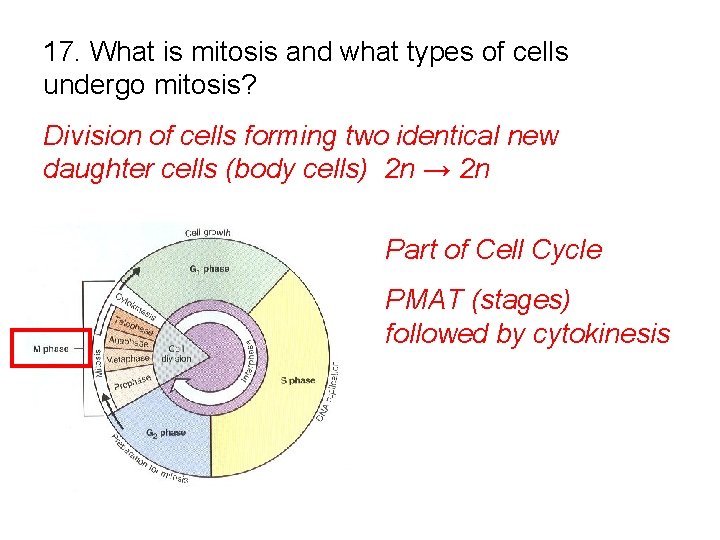 17. What is mitosis and what types of cells undergo mitosis? Division of cells