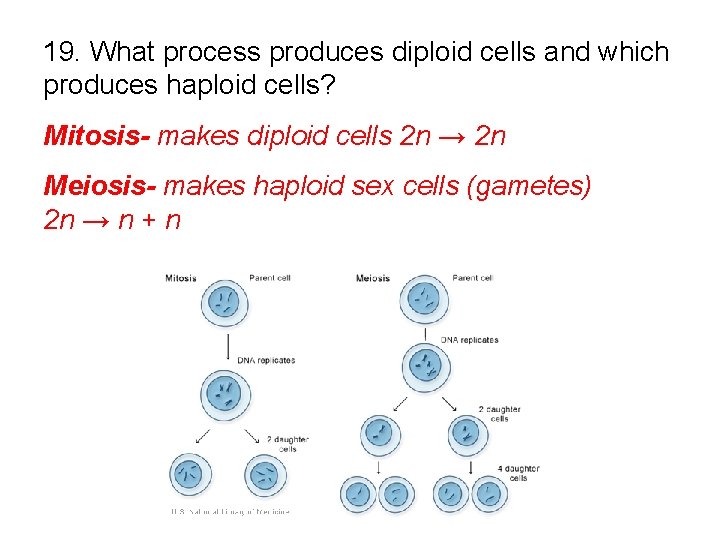 19. What process produces diploid cells and which produces haploid cells? Mitosis- makes diploid