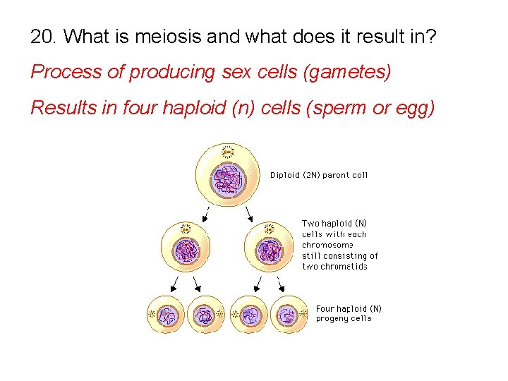 20. What is meiosis and what does it result in? Process of producing sex
