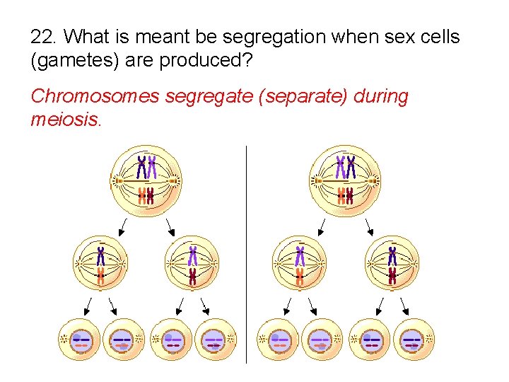 22. What is meant be segregation when sex cells (gametes) are produced? Chromosomes segregate