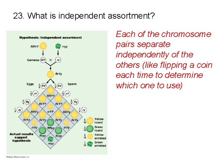 23. What is independent assortment? Each of the chromosome pairs separate independently of the