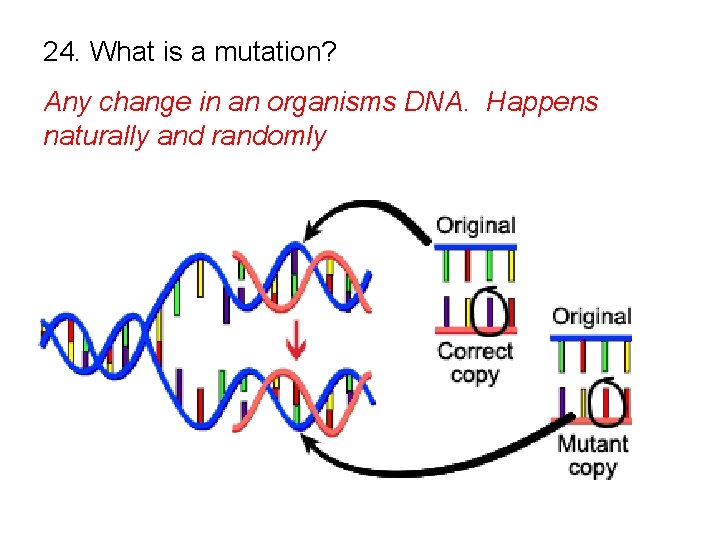 24. What is a mutation? Any change in an organisms DNA. Happens naturally and