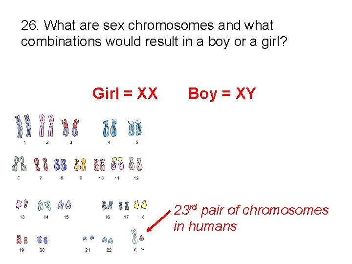 26. What are sex chromosomes and what combinations would result in a boy or