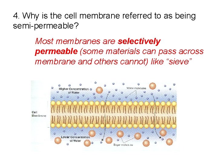 4. Why is the cell membrane referred to as being semi-permeable? Most membranes are