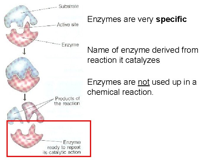Enzymes are very specific Name of enzyme derived from reaction it catalyzes Enzymes are