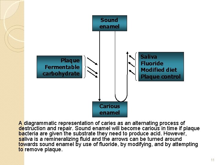 Sound enamel Saliva Fluoride Modified diet Plaque control Plaque Fermentable carbohydrate Carious enamel A
