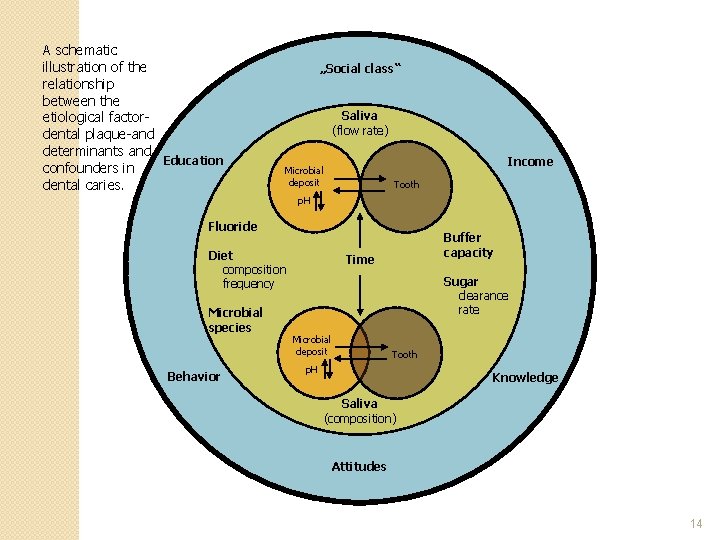 A schematic illustration of the relationship between the etiological factordental plaque-and determinants and Education