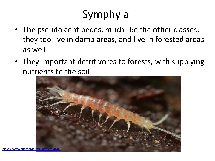 Symphyla • The pseudo centipedes, much like the other classes, they too live in