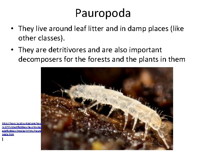 Pauropoda • They live around leaf litter and in damp places (like other classes).