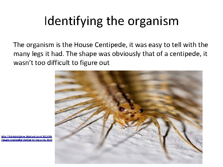 Identifying the organism The organism is the House Centipede, it was easy to tell