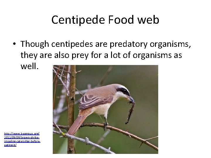 Centipede Food web • Though centipedes are predatory organisms, they are also prey for