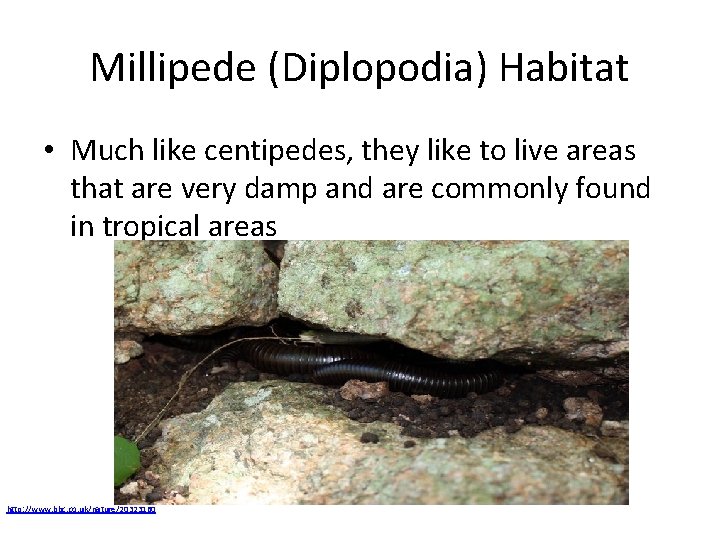 Millipede (Diplopodia) Habitat • Much like centipedes, they like to live areas that are