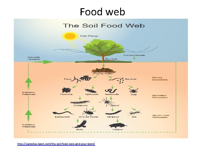 Food web http: //paradise-lawn. com/the-soil-food-web-and-your-lawn/ 
