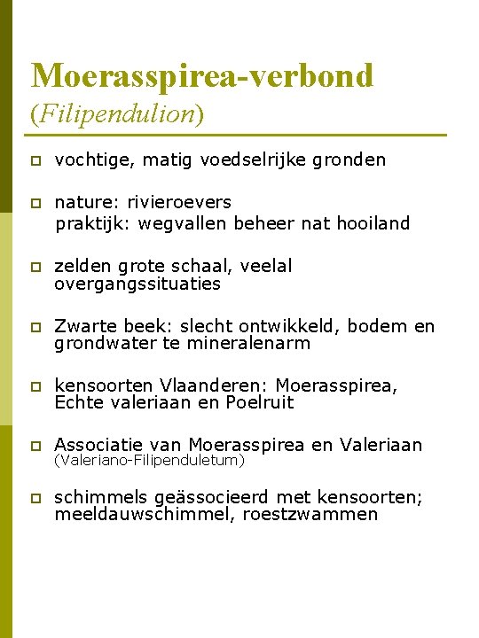 Moerasspirea-verbond (Filipendulion) p vochtige, matig voedselrijke gronden p nature: rivieroevers praktijk: wegvallen beheer nat